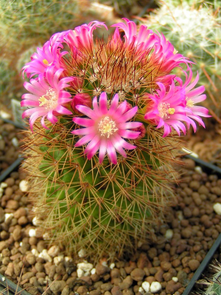 Mammillaria pseudoalamensis